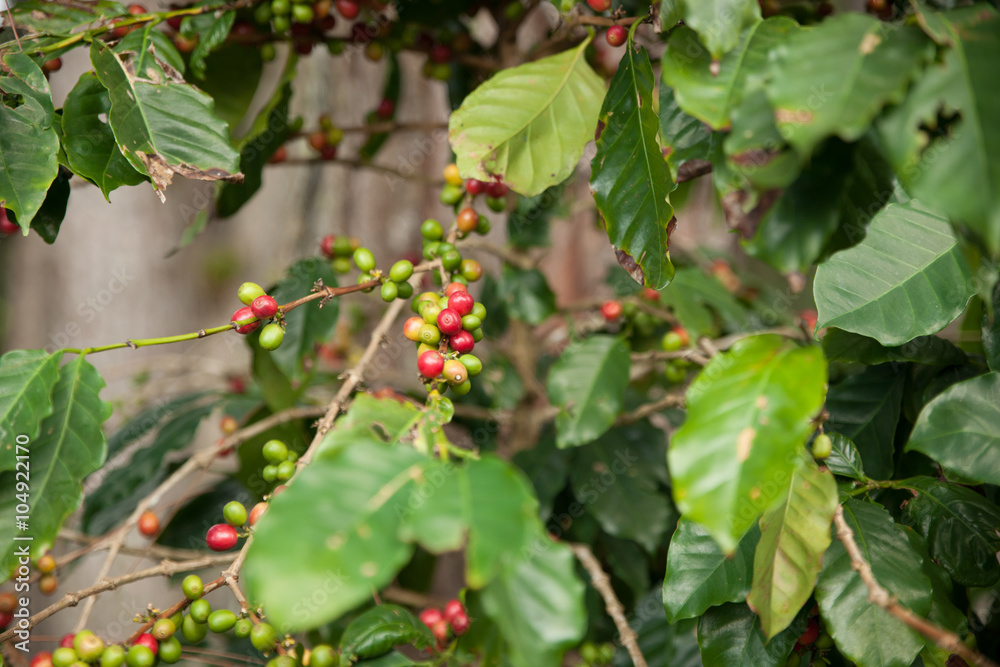 Coffee plant with ripe and green coffee beans in natural environ Coffee plant with ripe and green coffee beans in natural environ