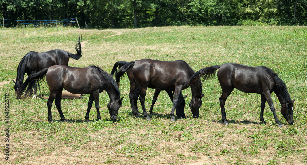 Arabian Horses in Catalunya
