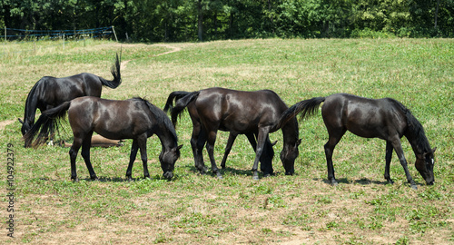 Arabian Horses in Catalunya