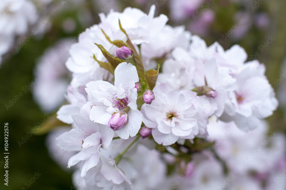 spring blossom apple tree
