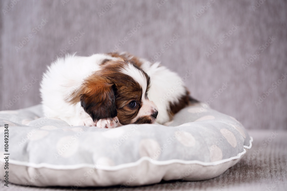 puppy on a pillow