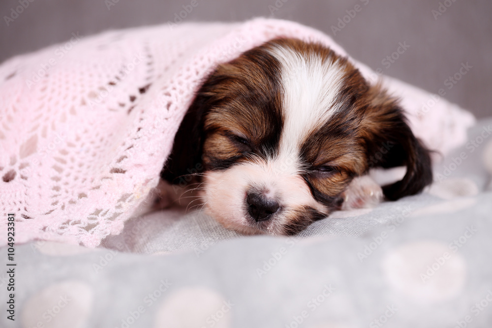 puppy covered, close-up puppy covered, close-up