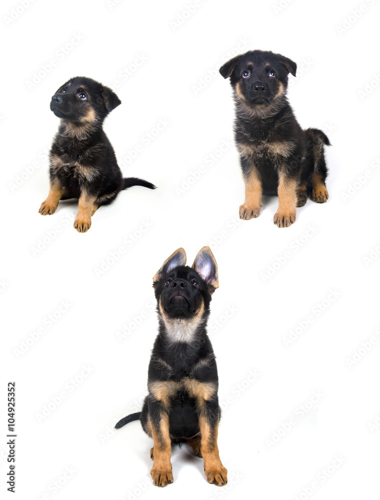 Growth of a German shepherd puppy