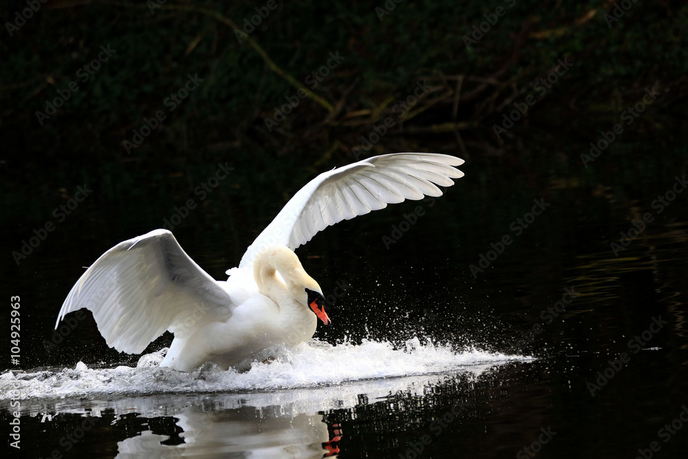 Naklejka premium cygne