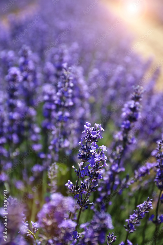 Obraz premium Floral background: flowering lavender