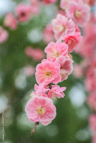 Prunus mume  Japanese apricot flower         