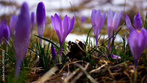 Crocus bulb, first spring flower after snow 