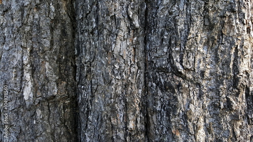 abstract tree texture 