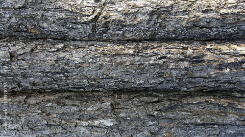 abstract tree texture 
