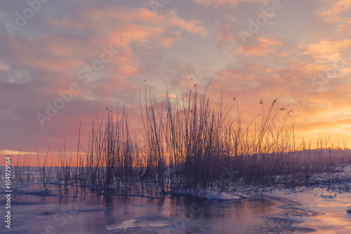 Fototapeta Naklejka Na Ścianę i Meble -  Grass silhouettes in a frozen lake