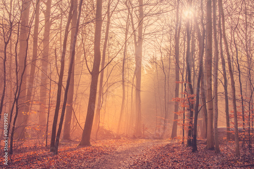 Forest landscape with mist and sunrise