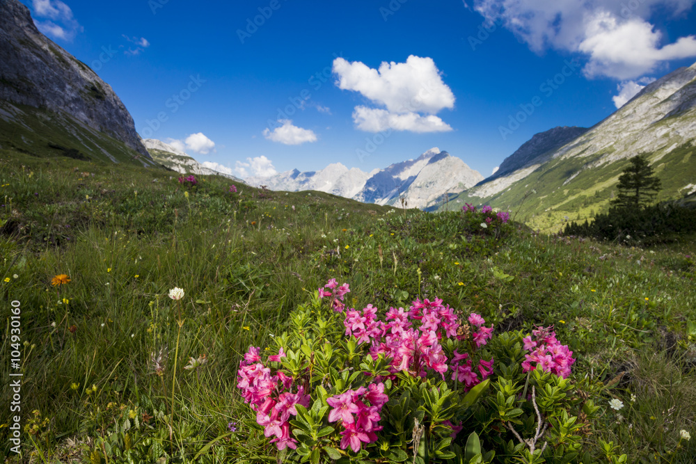 Alpenrosen im Karwendelgebirge