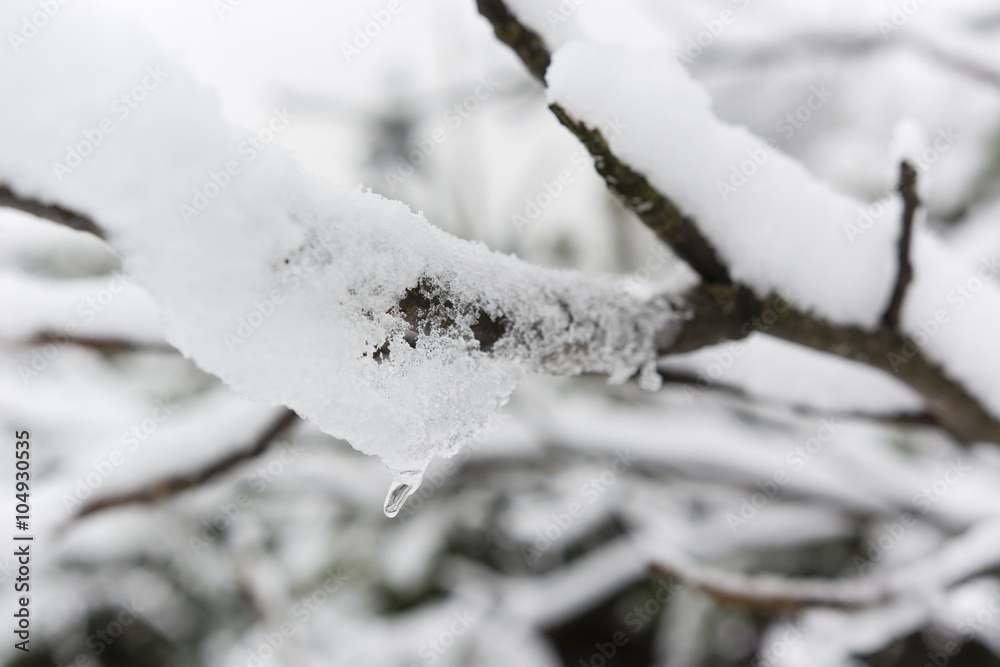 Snowy branch with a drop of frozen ice Snowy branch with a drop of frozen ice