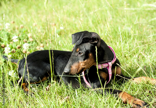 Manchester terrier puppy lying on grass