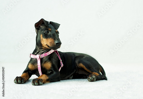 Bild auf Leinwand Manchester Terrier puppy lying