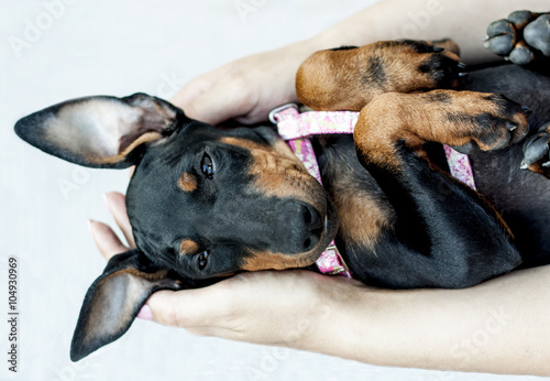 Fotografija Manchester Terrier puppy lying on arms