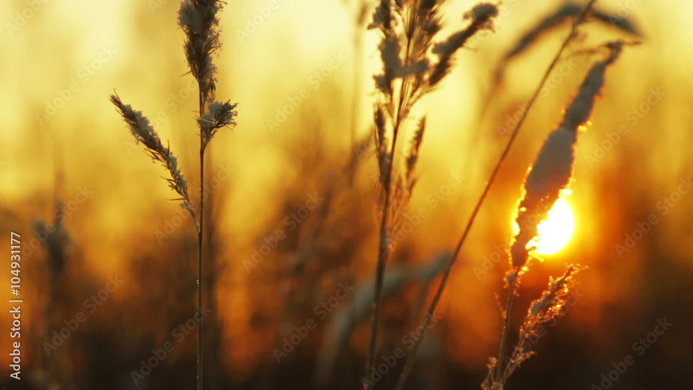frozen grass in field at sunset
