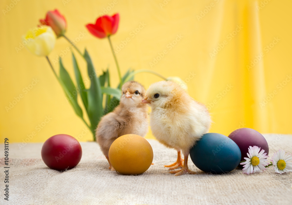 Little adorable Easter chicken