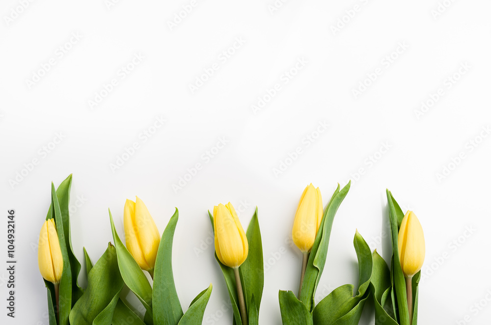 Obraz premium tulipany na białym tle
