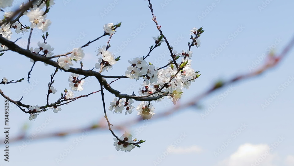 Blosoom of the apple tree. Branch with blosoom. Blosoom of the apple tree. Branch with blosoom.