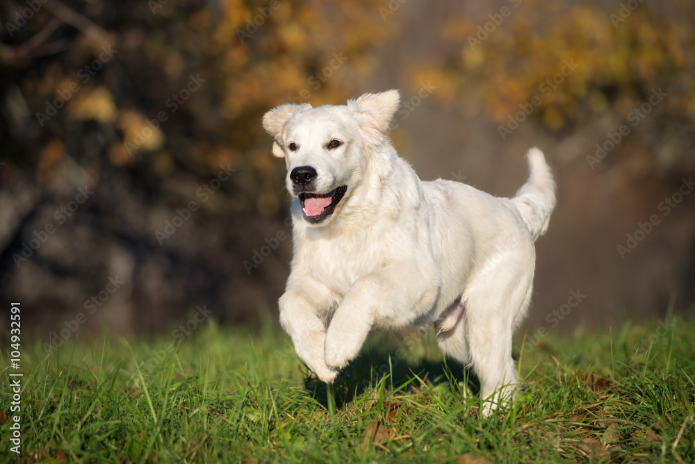 happy golden retriever dog running in spring