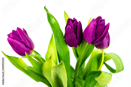 Tulip. Beautiful bouquet of tulips. Colorful tulips. Tulips in spring. Tulips violet. Tulip on white background. Tulip purple.  ulip.  tulips macro  isolated tulips on white background for card.