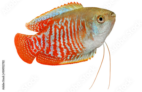 Dwarf gourami Trichogaster lalius tropical aquarium fish 