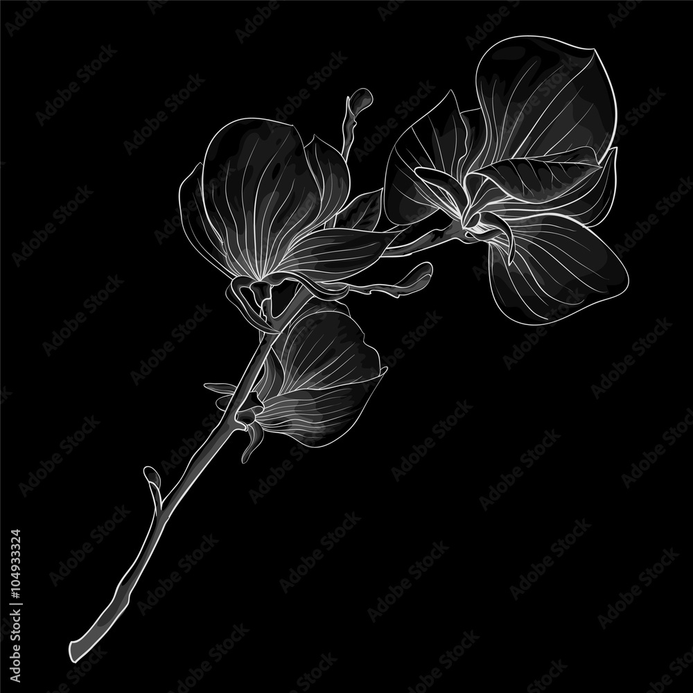 Naklejka premium beautiful monochrome, black and white twig blossoming magnolia tree. flower isolated.