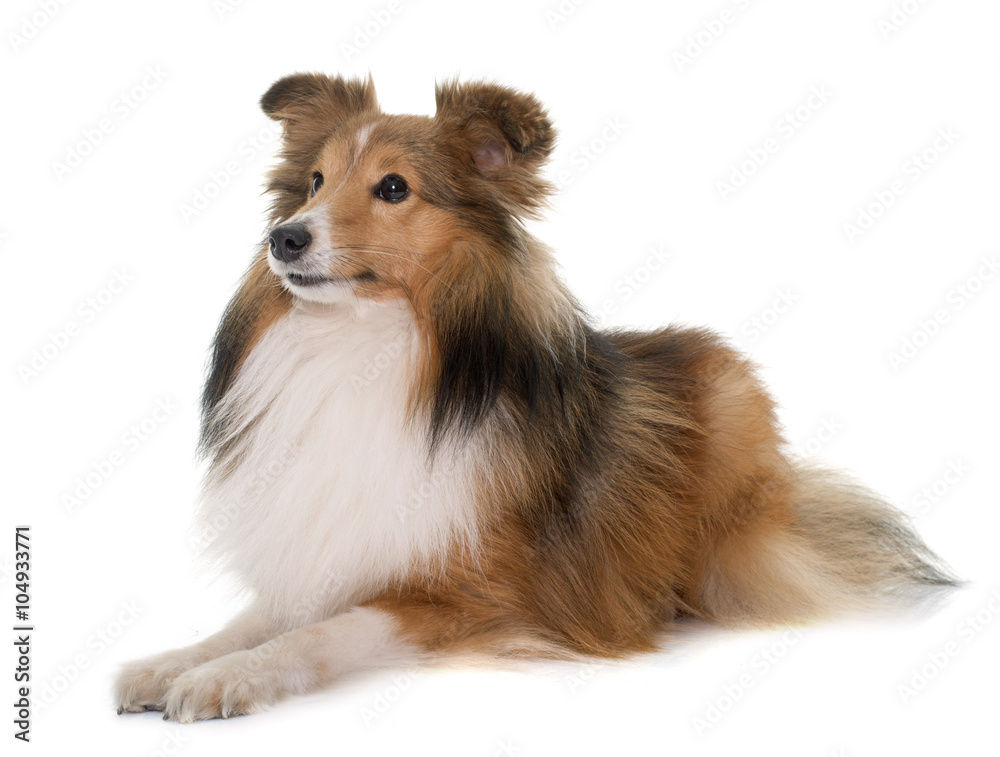 Fototapeta premium young shetland dog