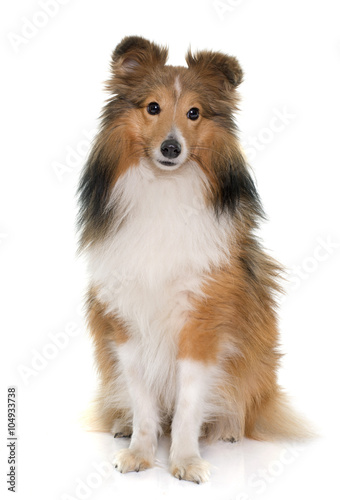 young shetland dog