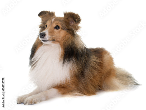 young shetland dog © cynoclub