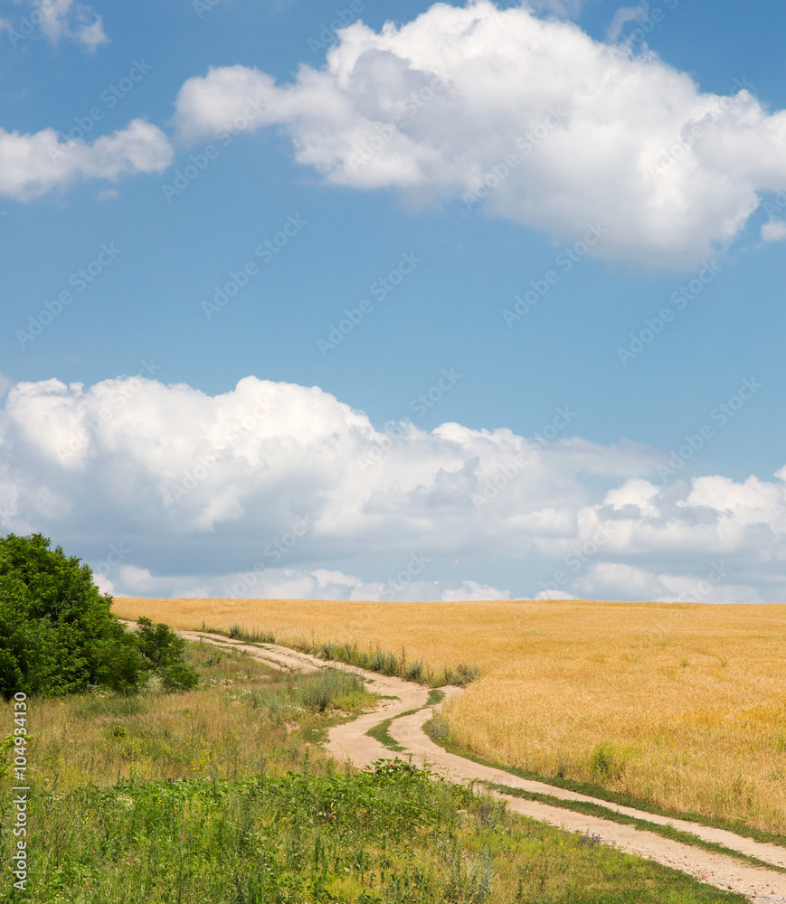 Summer landscape with wheat field and country road