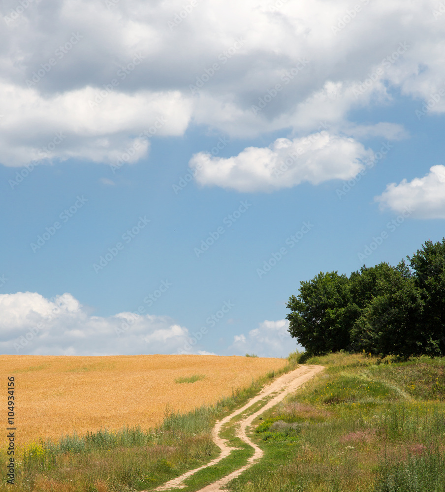 Summer landscape with wheat field and country road Summer landscape with wheat field and country road