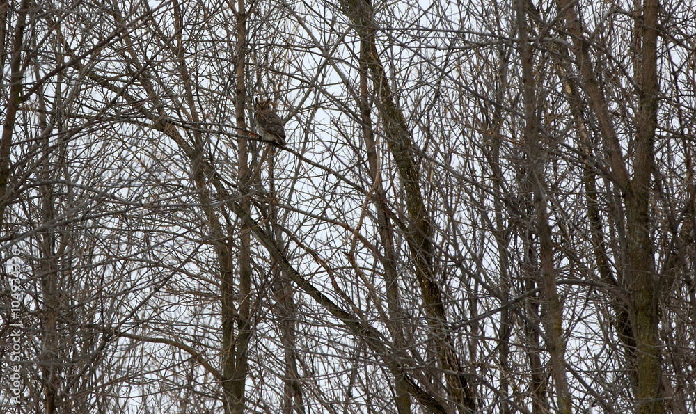 Naklejka premium Grand-duc d'Amérique