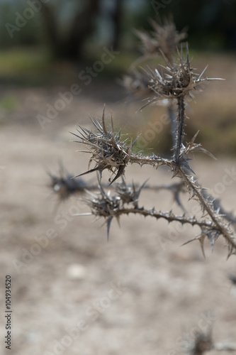 thorn forest background © Michael Egenburg