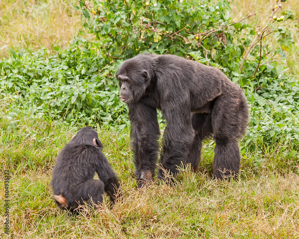 Adult and baby chimpanzees in front of bush. Ngamba island chimpanzee sanctuary, Uganda.
Adult and baby chimpanzees in front of bush. Ngamba island chimpanzee sanctuary, Uganda.