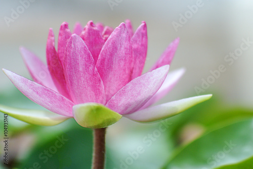 pink lotus © eriyalim