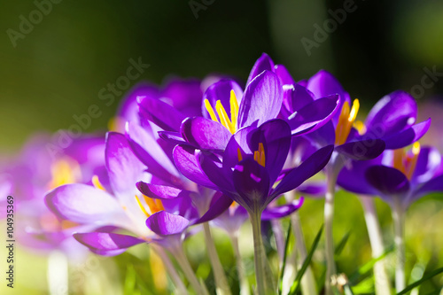 Fototapeta Naklejka Na Ścianę i Meble -  Spring Crocus Flowers