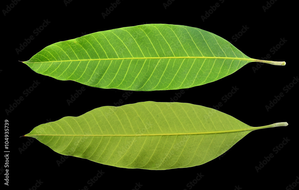 Obraz premium Mango leaves on a black background