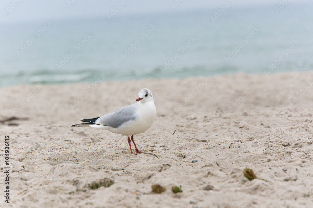 Fototapeta premium Möwe am Strand