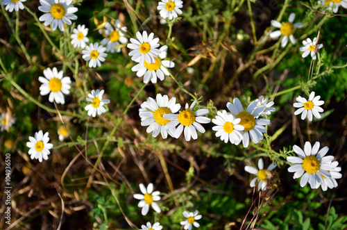 Chamomile flowers