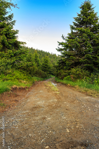 Dirt road through the wood in Carpathian mountains, Ukraine.