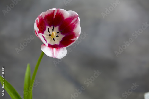 Tulip photo