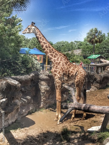 Canvas Print giraffe we saw a the houston zoo eating from a tree