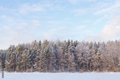 Wallpaper Mural Frozen lake and snow covered forest Torontodigital.ca