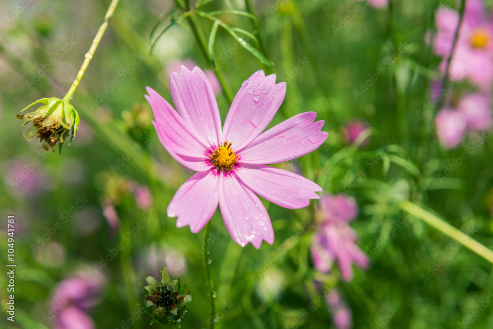 Cosmos flowers blooming in the garden Cosmos flowers blooming in the garden