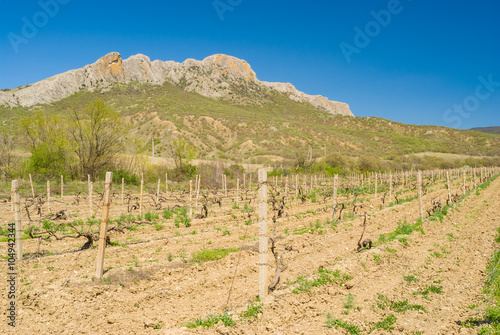 Spring landscape with vineyard near Taraktash range in Crimean mountains at early spring season