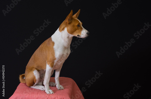 Full body portrait of elegant Basenji dog sitting on a stool against dark background