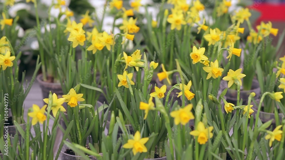 Narcissus in pots on the shelf in flower shop Narcissus in pots on the shelf in flower shop