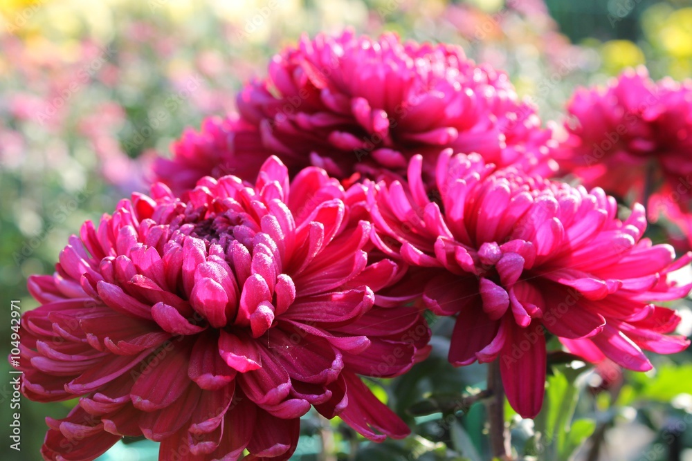 Pink chrysanthemums Pink chrysanthemums